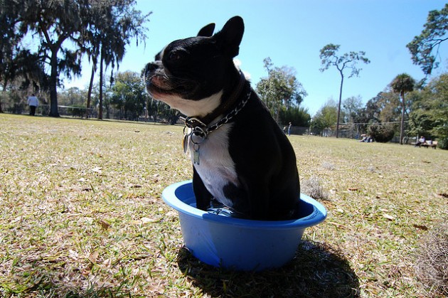 Consejos para mascotas que sufren el calor