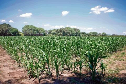 Soluciones y consejos para el control de plagas en el cultivo
