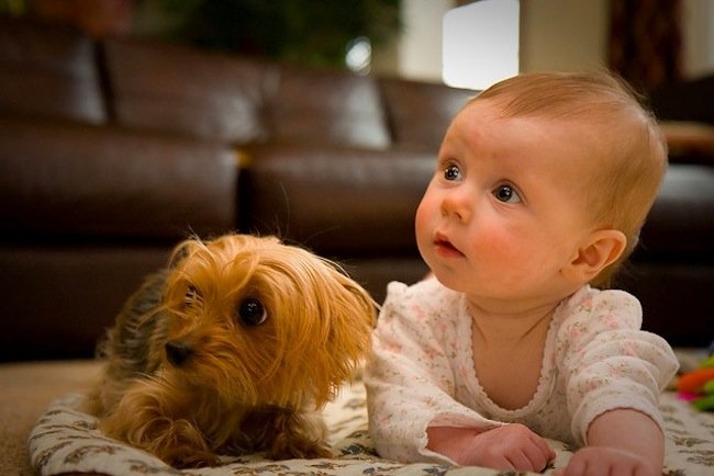Bebés y mascotas en el hogar