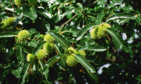 Flores de Bach: Sweet Chestnut