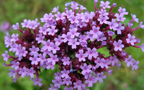 Flores de Bach: Vervain