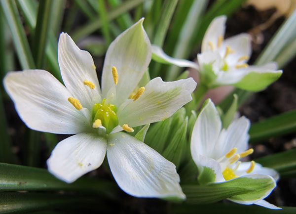 Flores de Bach: Star of Bethlehem