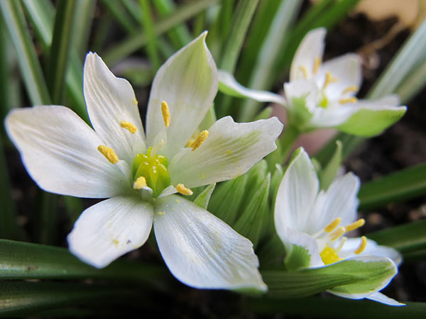 Flores de Bach: Star of Bethlehem