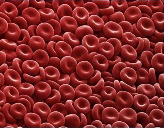 Glóbulos rojos en sangre a través de un microscopio