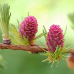Flor de Bach: larch