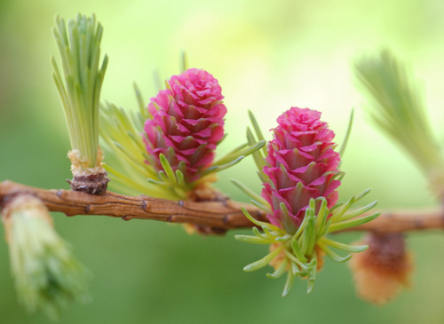 Flor de Bach: larch