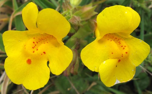 Flor de Bach: mimulus