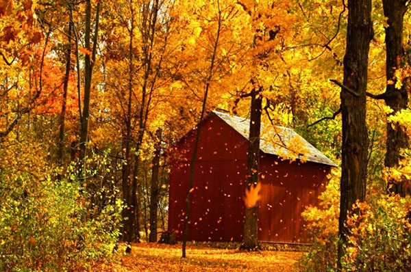 Casa en el bosque otoñal