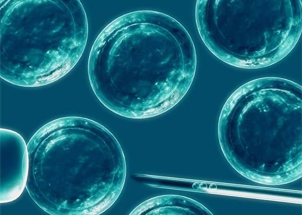 Vista de un microscopio de células madre