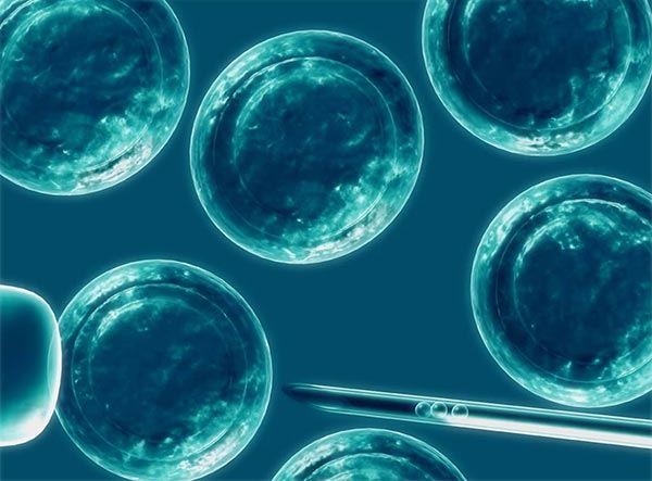 Vista de un microscopio de células madre