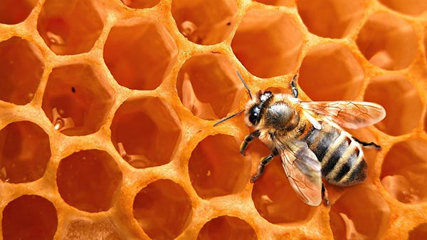 Abeja en su panal de miel en peligro de extinción