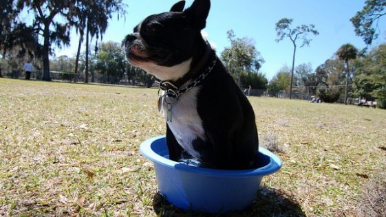 Consejos para mascotas que sufren el calor