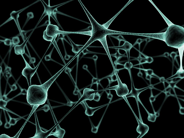 Neuronas del cerebro humano
