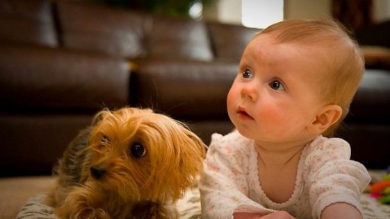 Bebés y mascotas en el hogar